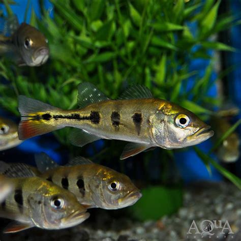 皇冠三間飼養|眼點麗魚:眼點麗魚（Cichla ocellaris）又稱皇冠三間、孔雀 